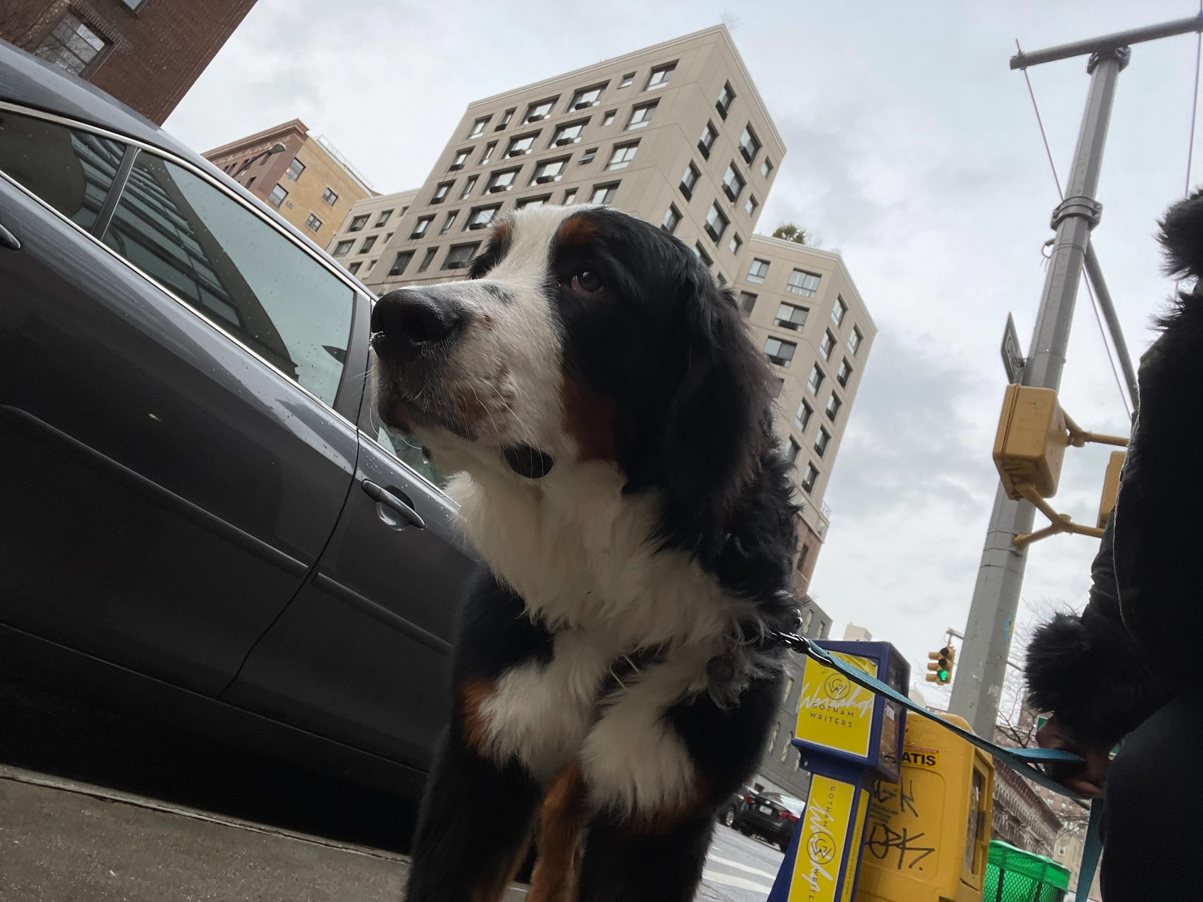A Bernese mountain dog stands on a Manhattan sidewalk in front of residential apartment buildings on a cloudy afternoon