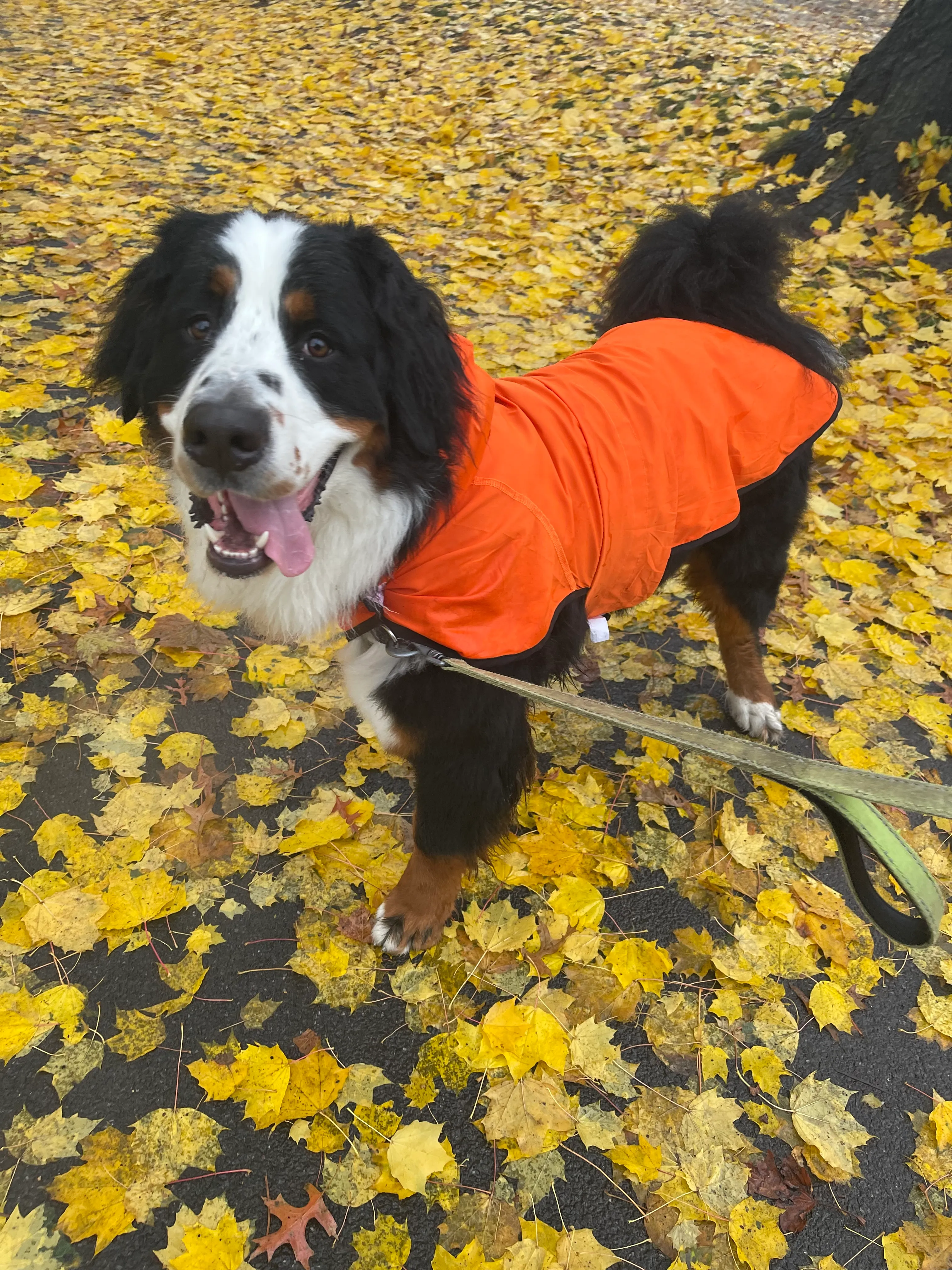 A Bernese mountain dog wearing an orange jacket walks through a Manhattan sidewalk covered in fallen yellow leaves