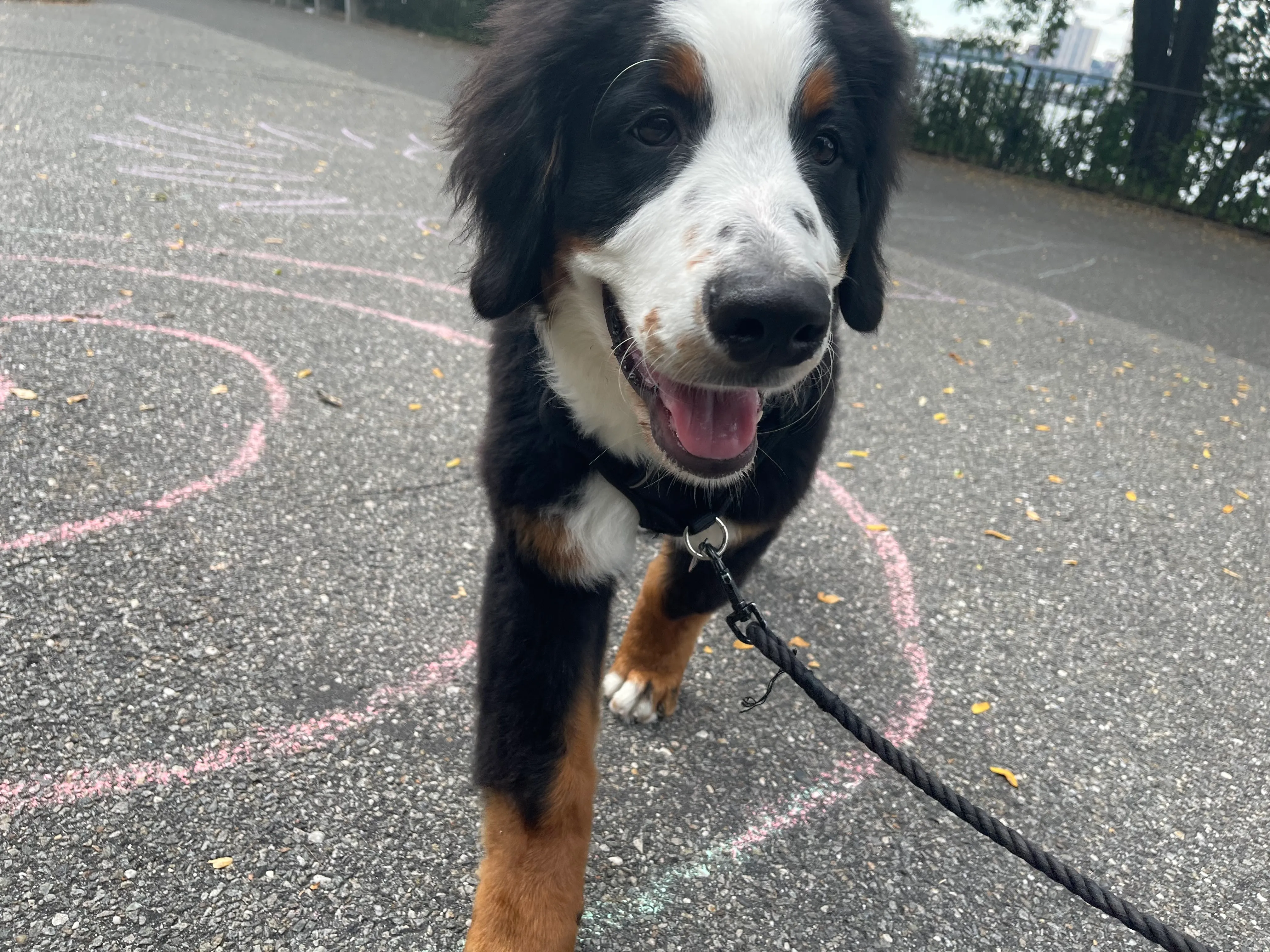 A Bernese mountain dog puppy stands on chalk-drawn asphalt at a Manhattan playground