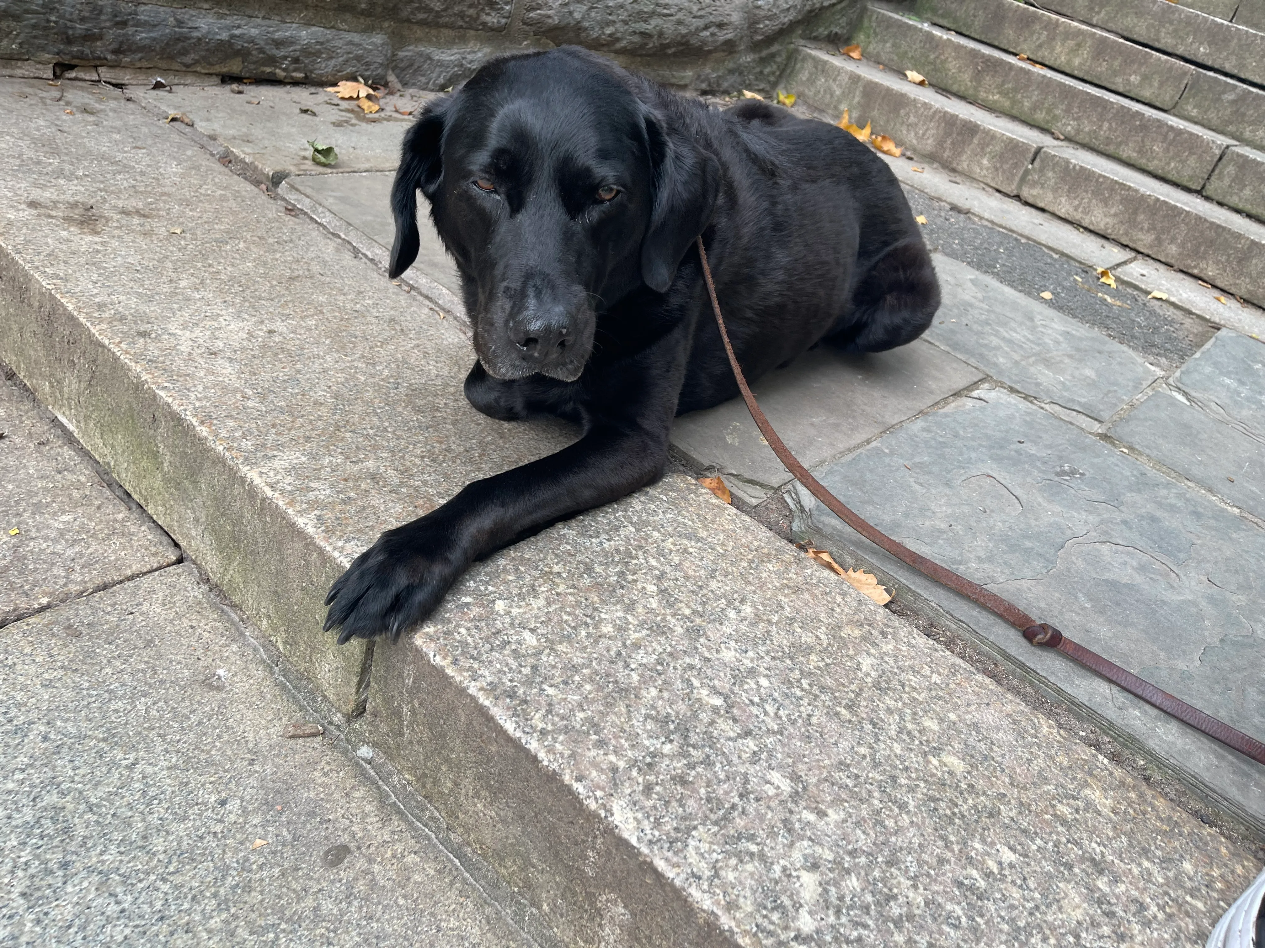 A black Labrador sits on the stone steps of a Manhattan brownstone