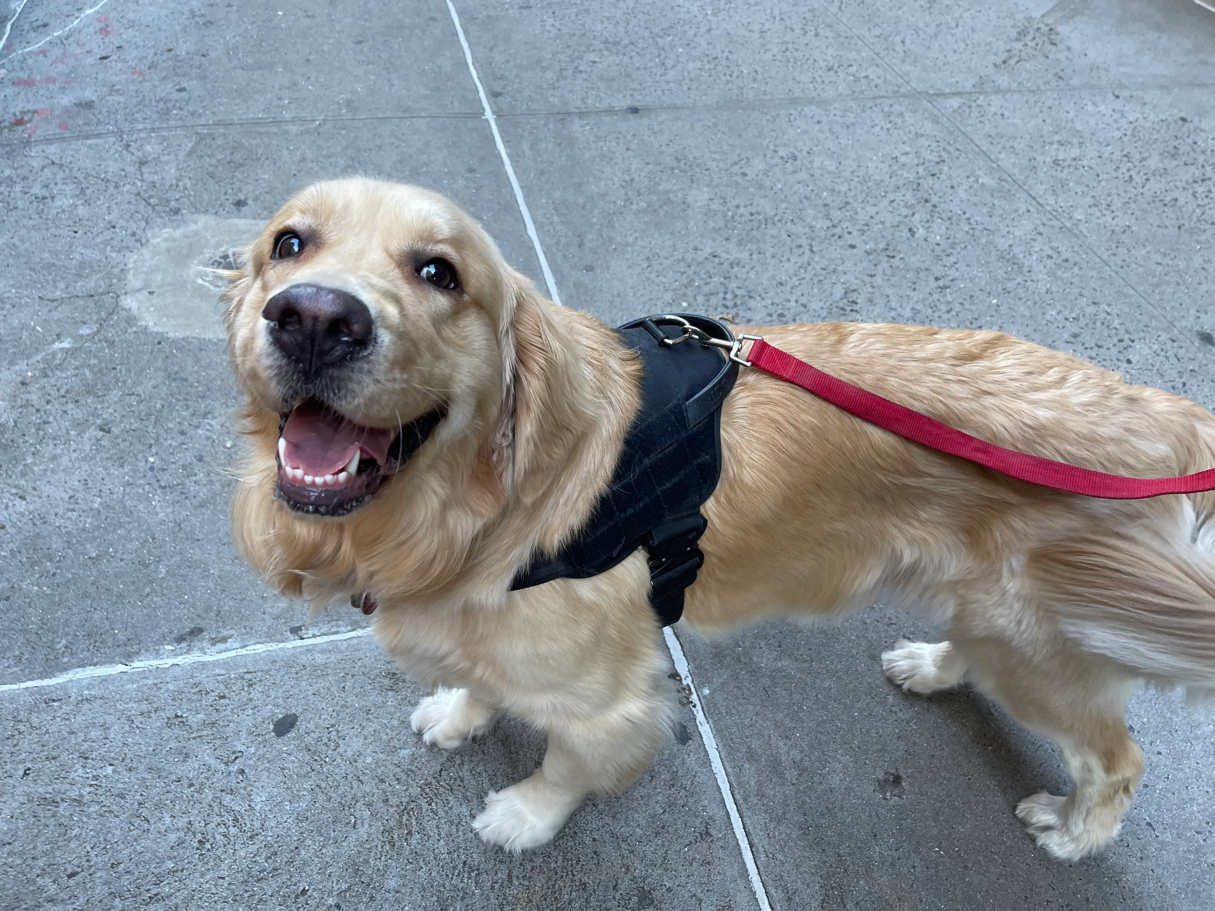A Golden Retriever smiles up at the camera while standing on a Manhattan sidewalk