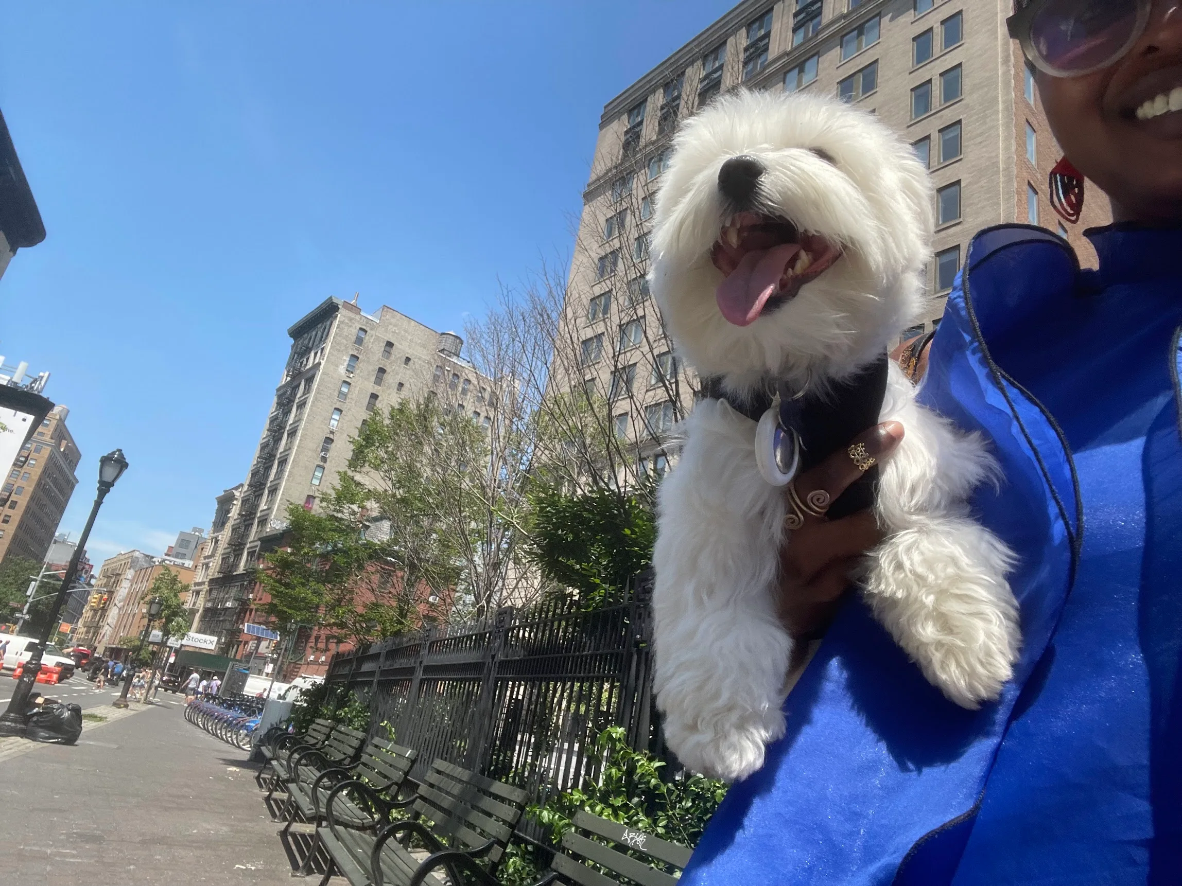 A small white dog held by a Paw Prints walker on a sunny Upper West Side sidewalk