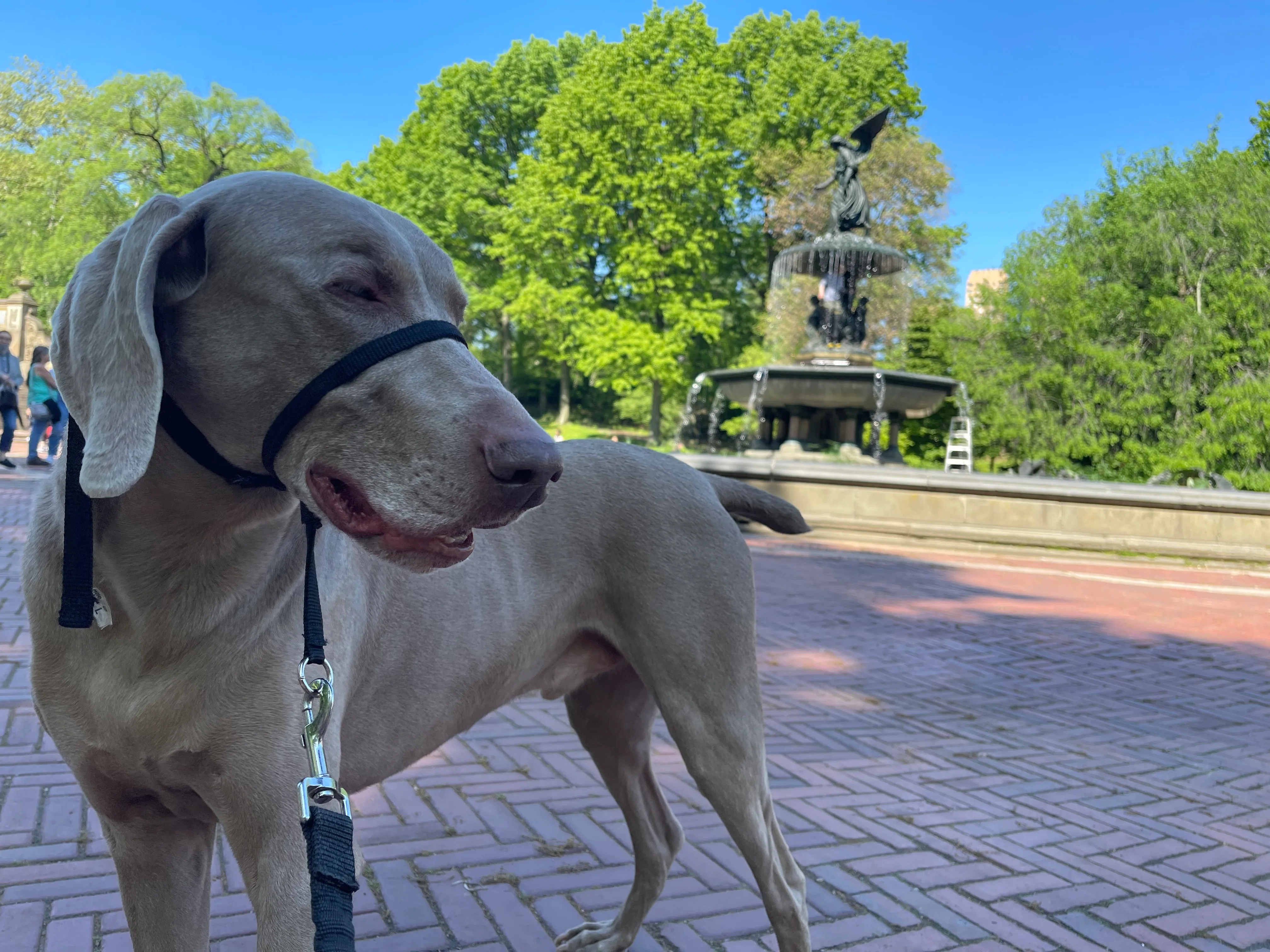 A Weimaraner stands on the herringbone brick path at Bethesda Fountain in Central Park, with the Angel of the Waters statue and the surrounding trees in the background